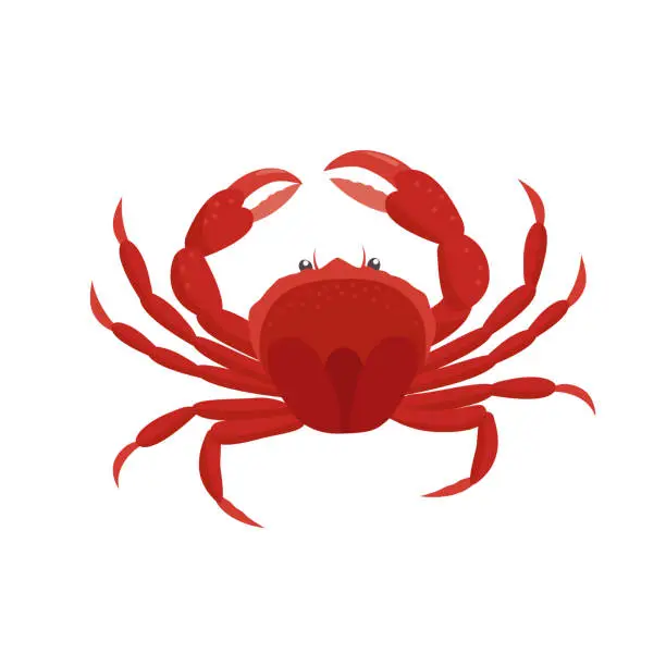 Vector illustration of Crab vector illustration in flat design isolated on white background.