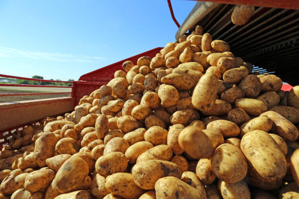 Agricultural potato harvest stock photo