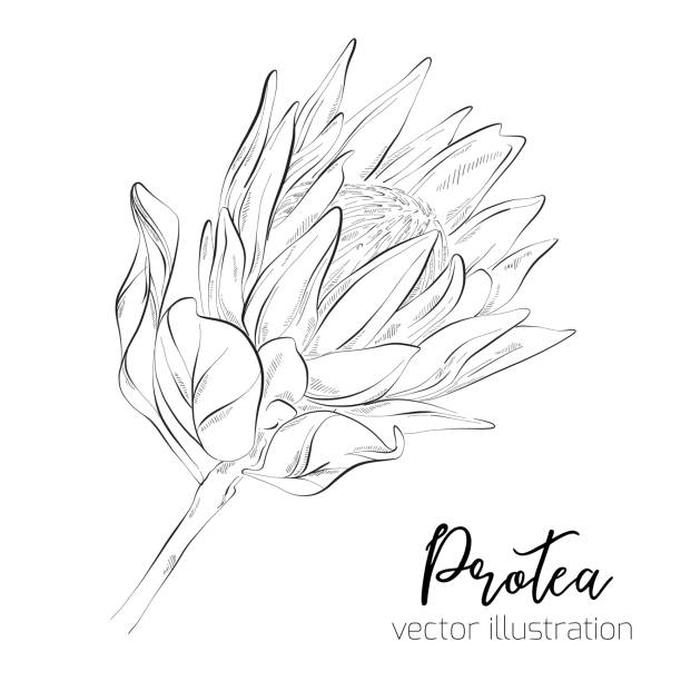 illustrazioni stock, clip art, cartoni animati e icone di tendenza di protea sketch floral botany collection. sugarbushes disegni floreali. bianco e nero con line art su sfondi bianchi. illustrazioni botaniche disegnate a mano. schizzo vettoriale . - blossom branch tree silhouette