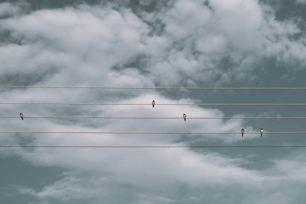 Five House Martins resting on telephone wires, Torino, Sithonia, Greece.