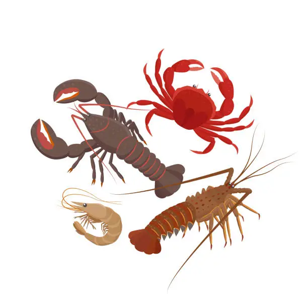 Vector illustration of Crustaceans set of vector illustrations in flat design isolated on white background. Lobster, Spiny lobster, Srimp, Сrab.