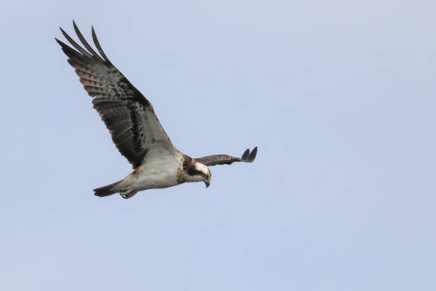 istock Osprey *Osprey* Pandion haliaetus 1166184530