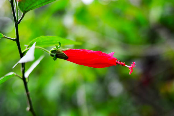 istock nature,flower,leaf picture from garden 1166185173