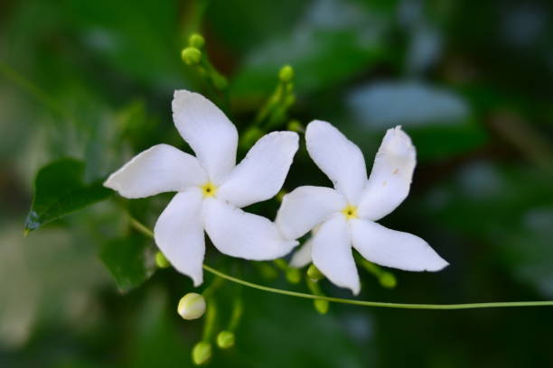 istock nature,flower,leaf picture from garden 1166185516