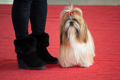 Beautiful dog breed Shi tsu on exhibition dogs. Animals