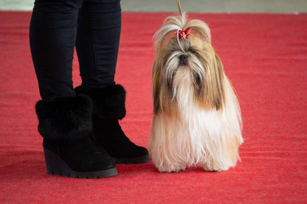 piękna rasa psa shi tsu na wystawach psów. zwierzęta - exhibition of dog zdjęcia i obrazy z banku zdjęć