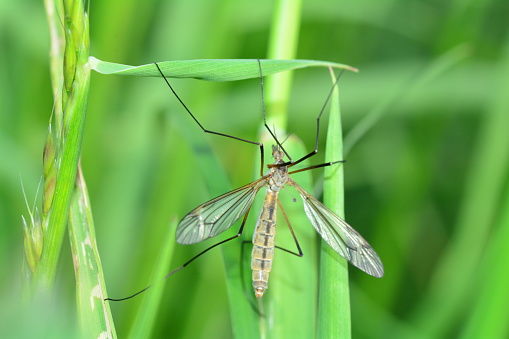 Marsh Crane Fly   -  Big Schnake   (  Tipula oleracea  )  on blade of grass in green nature with copy space