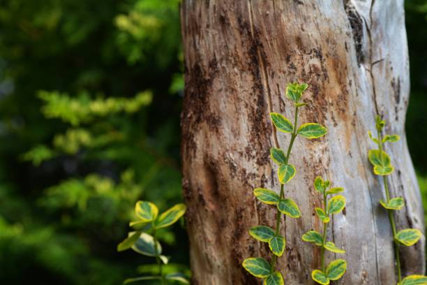 Tree trunk without bark, with plant in front and green nature on the side, with copy space