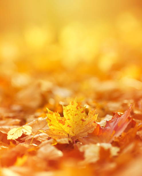 istock Tilt-Shift Image Of Autumn Leaves 1166187408