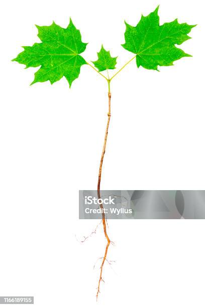Small Maple Tree Roots Young Maple Tree With Roots Stock Photo - Download Image Now - Botany ...