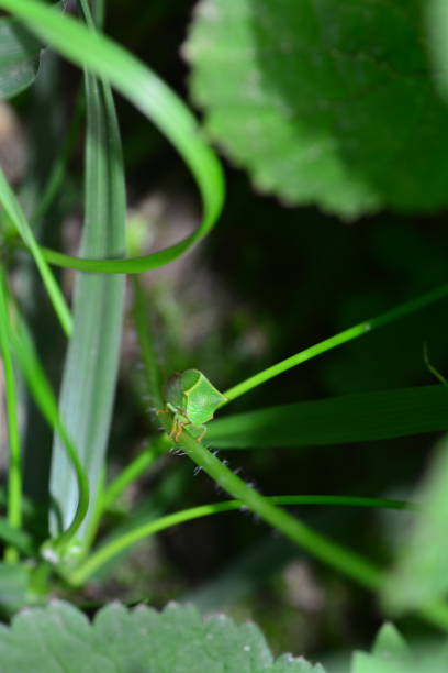 istock Green  Cicada  -   Buffalo treehopper  (  Stictocephala bisonia  )  in green nature 1166189268