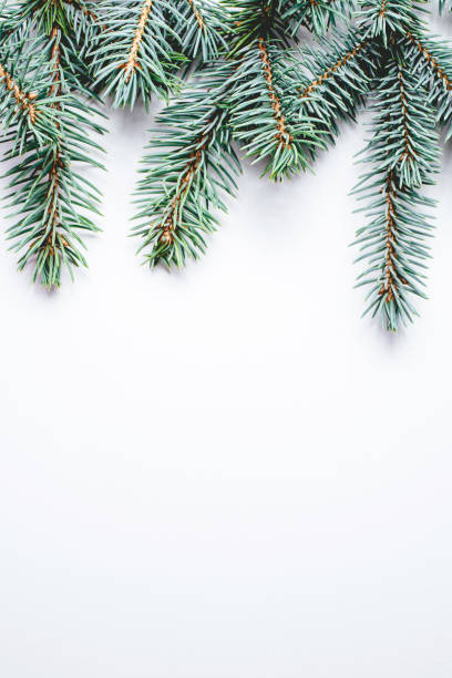 istock Fir branches on white background. Christmas wallpaper. 1166189981