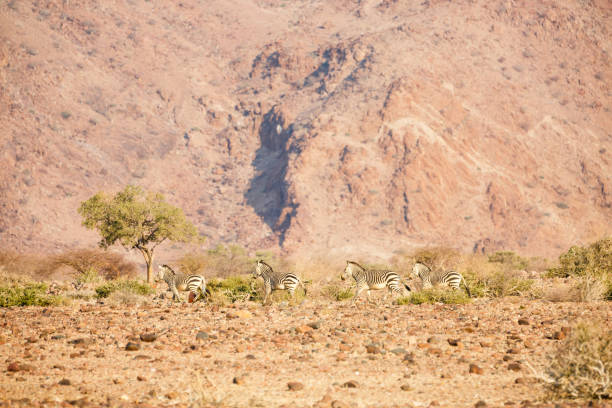 istock Mountain zebras in the Namib Desert 1166190012