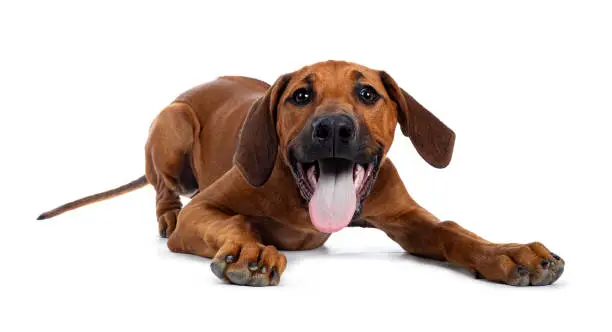 Pretty Rhodesian Ridgeback pup laying down / playing. Looking at lens with brown eyes. Isolated on white background. Tongue out of mouth.