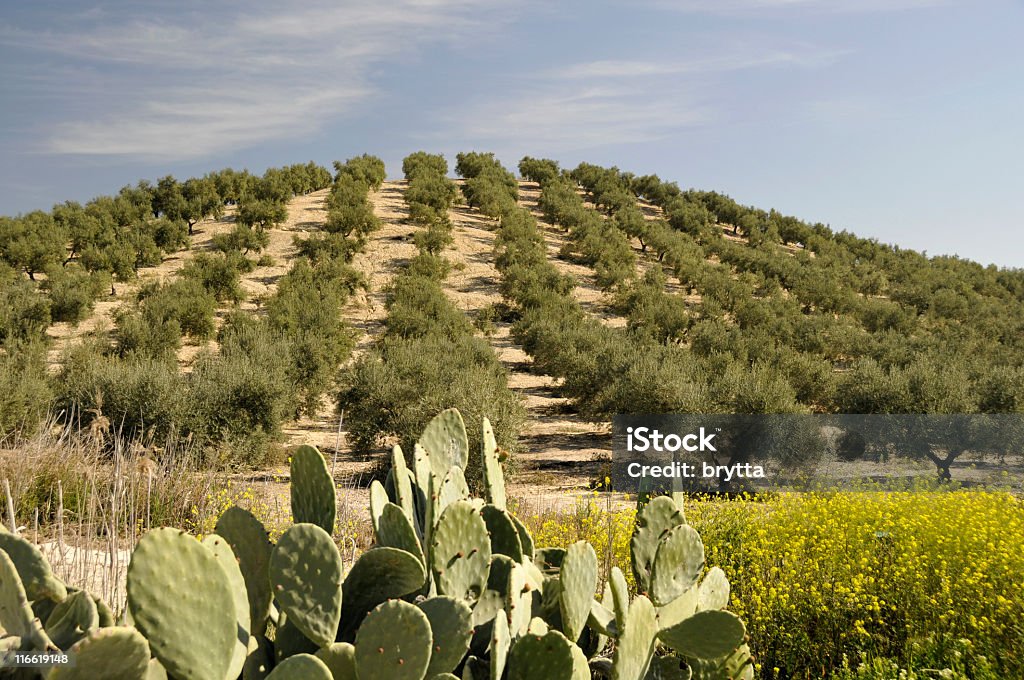 Olive grove - Photo de Andalousie libre de droits