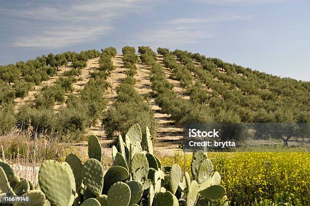 Photo libre de droit de Olive Grove banque d'images et plus d'images libres de droit de Andalousie - Andalousie, Scène non urbaine, Scène rurale