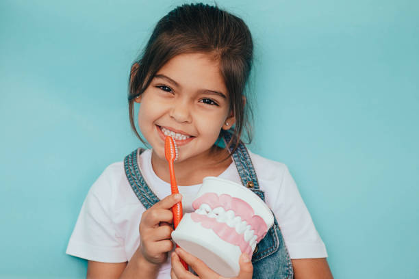 nauczy cię, jak myć zęby. mieszana rasa dziewczynka z modelem zębów i szczoteczką do zębów na niebieskim tle - child smiling human teeth dental hygiene zdjęcia i obrazy z banku zdjęć