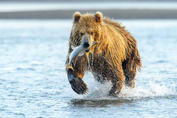 Grizzly Bear (Ursus arctos horribilis) stock photo