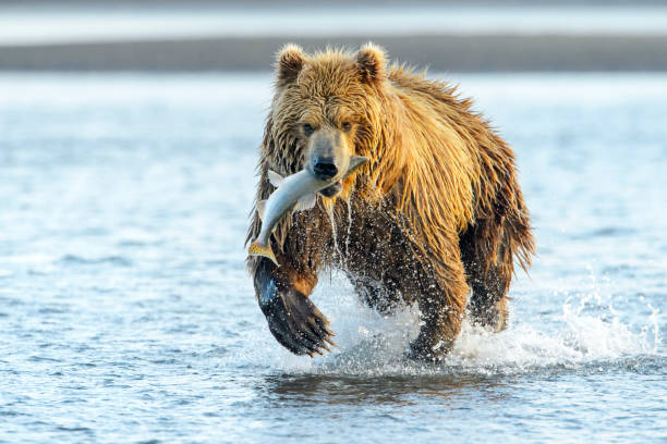 медведь гризли (ursus arctos horribilis) - katmai national park стоковые фото и изображения