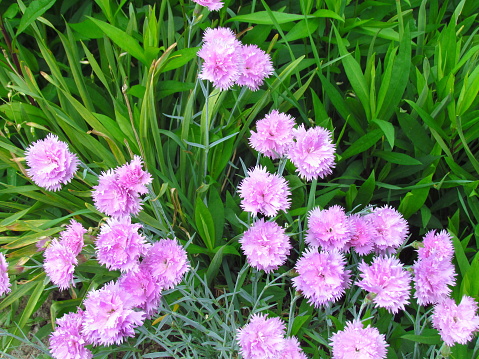 Tuft small pink carnations in green leaves, unpretentious garden plant, other names clove pink, gillyflower, botanical name Dianthus caryophyllus, detail of flower bed