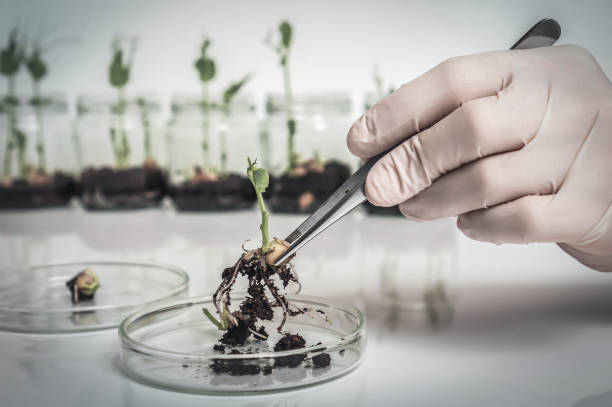 istock Scientist testing GMO plant in biological laboratory 1166194317