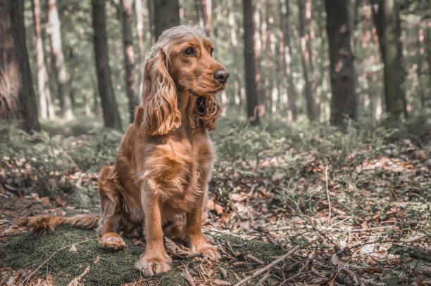 istock English Cocker Spaniel dog in the forest 1166194434