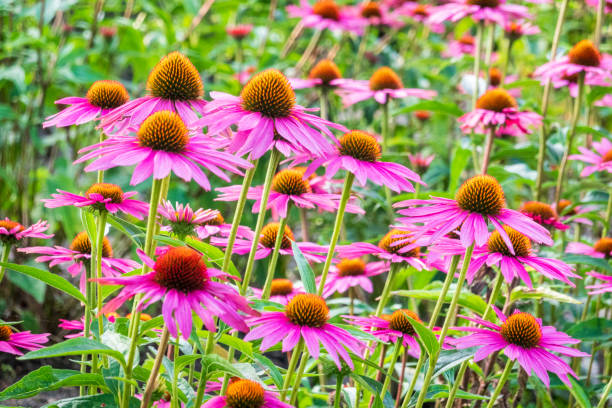 istock Purple Sun Hat Echinacea Purpurea Field 1166194501