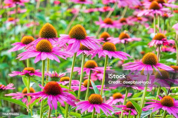 Lila Sonnenhut Echinacea Purpurea Field Stockfoto und mehr Bilder von Sonnenhut - Pflanze - Sonnenhut - Pflanze, Sonnenhut - Pflanzengattung, Feld