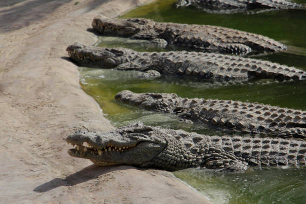 istock Crocodiles bask in the sun. Crocodiles in the pond. 1166195444