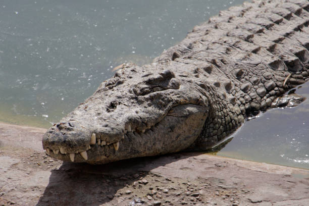 istock One crocodile basks in the sun. Crocodile farm. 1166195458