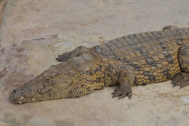 istock One crocodile basks in the sun. Crocodile farm. 1166195541