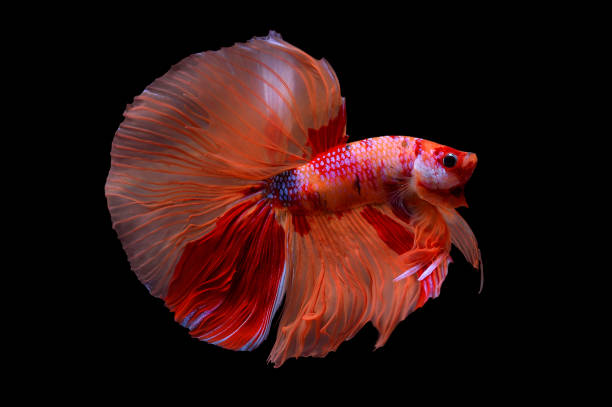 istock siamese fighting fish, betta halfmoon isolated on black background stock photo 1166195899