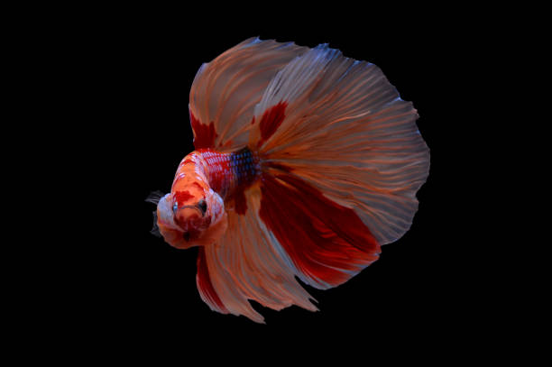 istock siamese fighting fish, betta halfmoon isolated on black background stock photo 1166196555