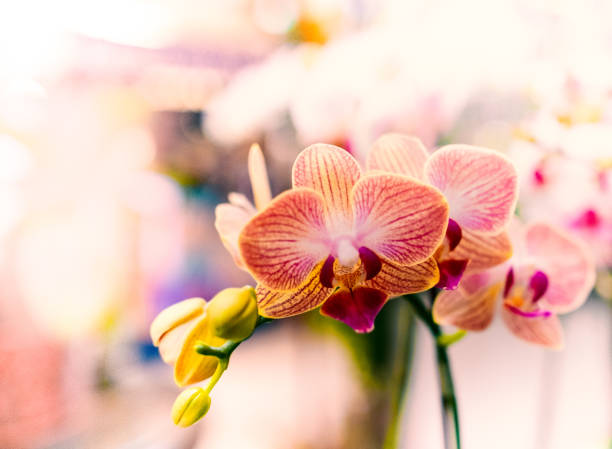 istock Phalaenopsis Orchid flower full bloom. 1166196599