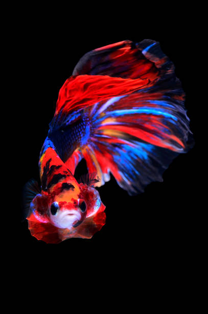 istock siamese fighting fish, betta halfmoon isolated on black background stock photo 1166196643