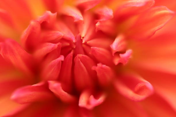 istock Beautiful background of red dahlia 1166196753