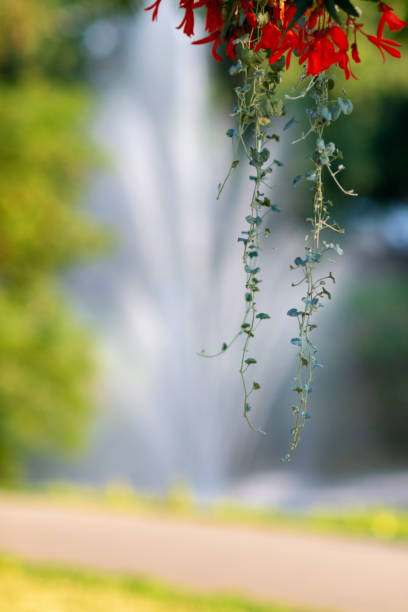 Selective focus background with flowers and fountain in the background.