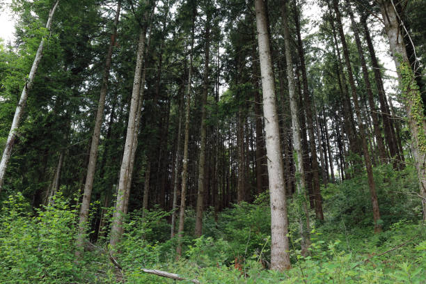 istock Forest in rural Central France 1166196974