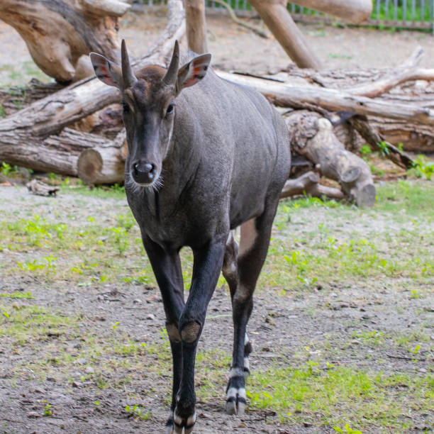 Sweet Nilgai Stock Photos, Pictures & Royalty-Free Images - iStock