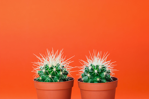 Two small green cactus in orange pot on orange background. Copy space for text.