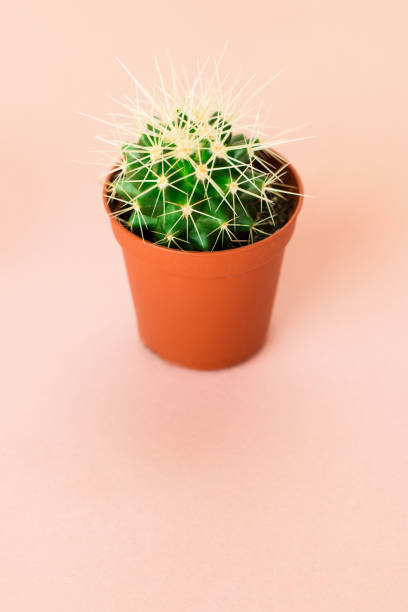 istock Small green cactus in orange pot on pink background. 1166198946