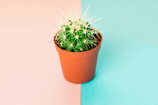 istock Small green cactus in orange pot on pink and blue background. 1166199005