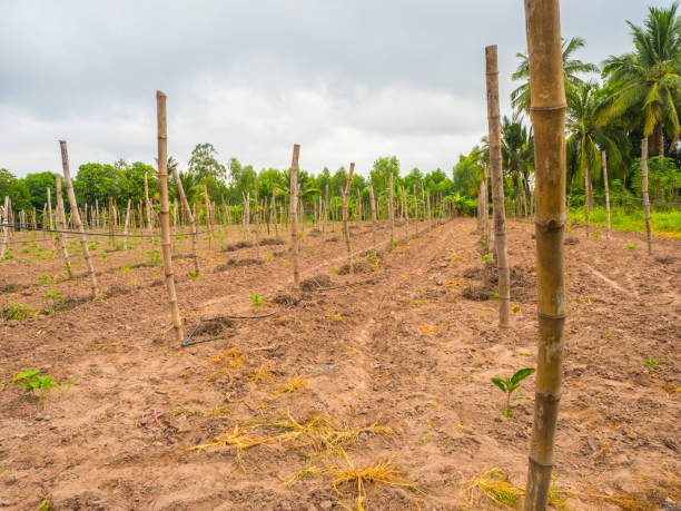 istock Wood pole for plants in garden 1166199092