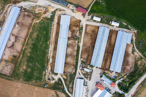 An aerial view of a cow farm.