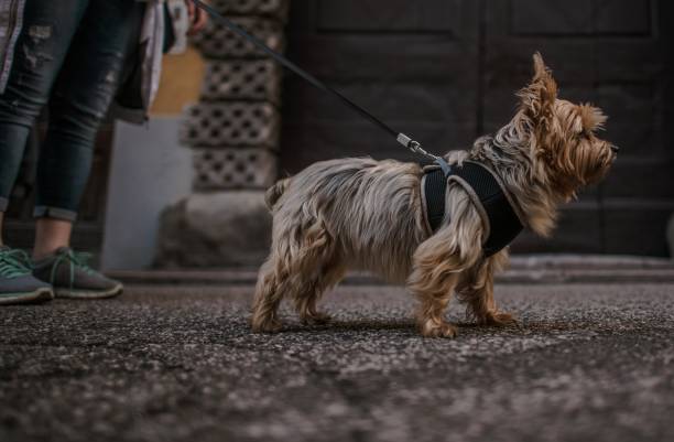 istock Woman Walking with Pet 1166200683