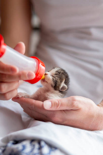 istock Rescued kitten being fed in animal shelter 1166201226
