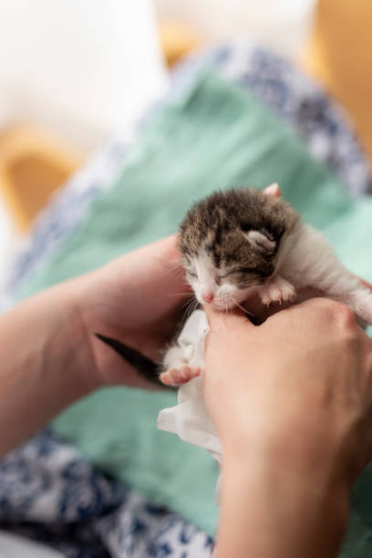 istock Woman massaging kittens stomach 1166201234