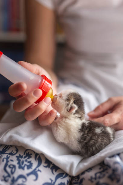 istock Woman bottle-feeding an orphan kitten 1166201285