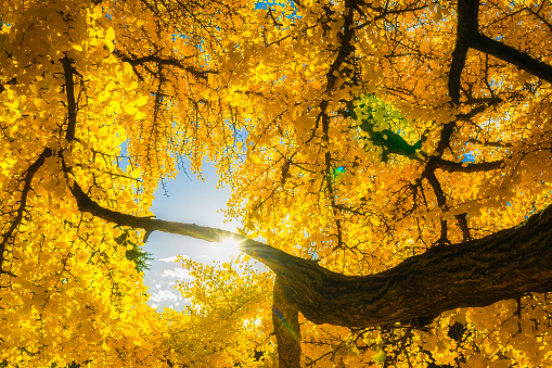 Yellow orange leaves of sweet cherry on a branch close-up against the background of an autumn pale sky.