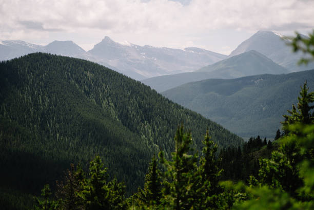 istock Backdrop of maintains in a forested area in the summer 1166204166